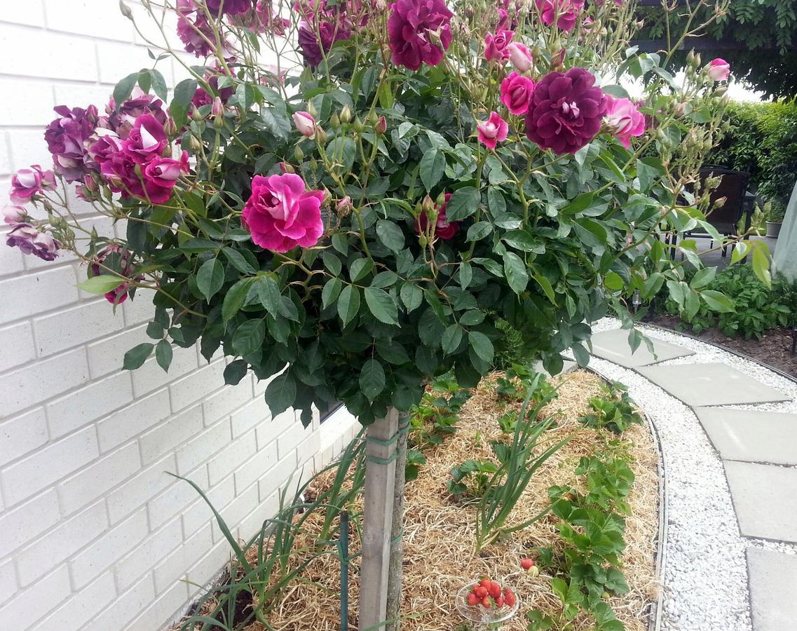 Courtenay B & B Kaiapoi Экстерьер фото